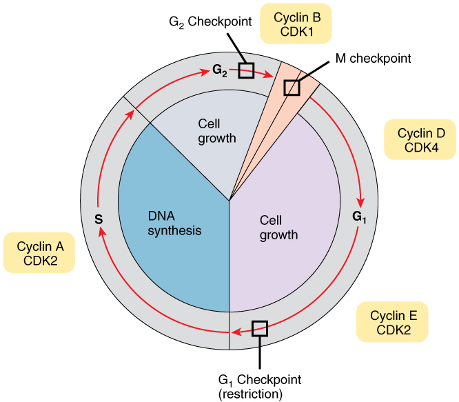 <p>Cyclins are a family of regulatory proteins that control the progression of the cell cycle</p><p>Cyclins activate <em>cyclin dependent kinases (CDKs)</em>, which control cell cycle processes through phosphorylation</p><ul><li><p>When a cyclin and CDK form a complex, the complex will bind to a target protein and modify it via phosphorylation</p></li><li><p>The phosphorylated target protein will trigger some specific event within the cell cycle (e.g. centrosome duplication, etc.)</p></li><li><p>After the event has occurred, the cyclin is degraded and the CDK is rendered inactive again</p></li></ul>