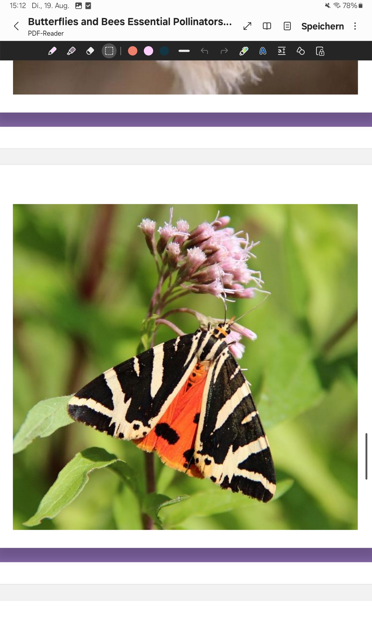 <p>Jersey Tiger</p>