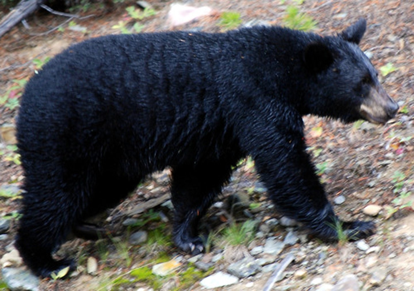 <p>American Black Bear</p>