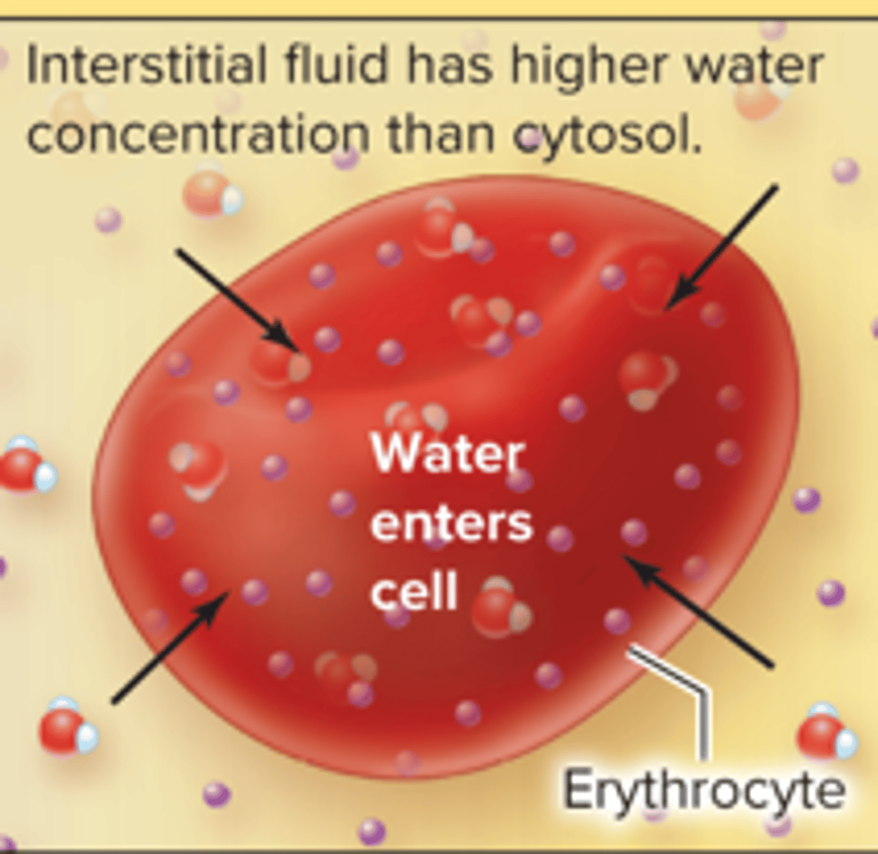 <p>causes lysis(swelling)</p>