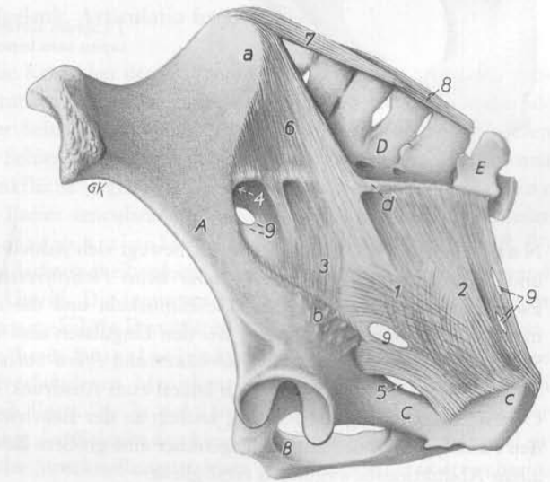 <p>Nomes les différents ligaments (Pfd)</p>