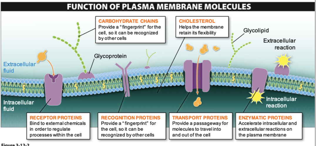 <ul><li><p>Describes the structure of the plasma membrane as a mosaic of components that are able to flow and change position, while maintaining the basic integrity of the membrane</p></li><li><p>Phospholipids</p></li><li><p>Cholesterol—regulates fluidity based on temperature</p></li><li><p>Proteins—serve as channels or pumps, enzymes, structural attachments</p></li><li><p>Carbohydrates—on exterior of cell surface</p></li></ul>