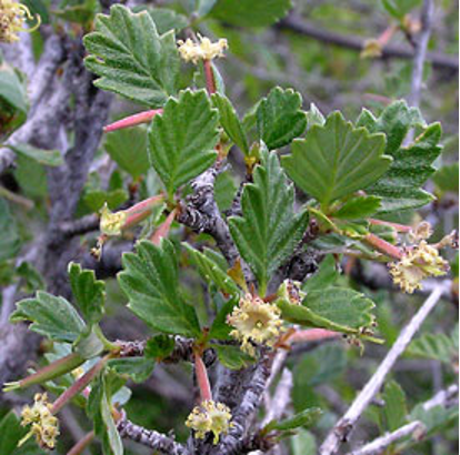 <p>feathery fruits trumpet flower, distinct vein leaves, serrated </p>