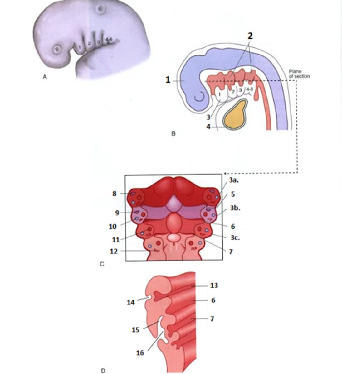 <p>branchial (pharyngeal) apparatus consists of:<br>1. <b>pharyngeal arches</b> <br>2. <b>pharyngeal grooves</b><br>3. <b>pharyngeal pouches</b><br><br>Pharyngeal Arches:<br><b>1st arch:</b> <b>mandibular arch</b> (has <b>Meckel cartilage</b>) --> <b>mandible and midface</b> (innervation: <b>5th cranial trigeminal nerve</b>)<br><br><b>2nd arch:</b> <b>hyoid arch</b> --> <b>lower face</b> (<b>Reichert cartilage</b> and mesoderm forms middle ear bone and muscles, process of temporal bone, parts of hyoid bone with ligaments and suprahyoid muscle, muscles of facial expression) (innervation: <b>7th cranial facial nerve</b>)<br><br><b>3rd arch:</b> unnamed cartilage and mesoderm forms parts of hyoid bone and pharyngeal muscle (innervation: <b>9th cranial glossopharyngeal nerve</b>)<br><br><b>4th and 6th arches:</b> unnamed cartilage --> arches fuse --> cartilage becomes laryngeal cartilages and mesoderm becomes muscles of larynx and pharynx (innervation: <b>9th & 10th vagus cranial nerves</b>)<br><br><br>Pharyngeal Grooves:<br><b>1st groove:</b> forms tympanic membrane (ear drum) & helps form the mature head and neck<br><br><b>last 4 grooves:</b> obliterated to give mature neck a smooth contour<br><br><br>Pharyngeal Pouches:<br><b>1st pouch:</b> becomes auditory (pharyngotympanic) tube<br><b>2nd pouch:</b> becomes palatine tonsils<br><b>3rd/4th pouches:</b> parathyroid & thymus glands</p>