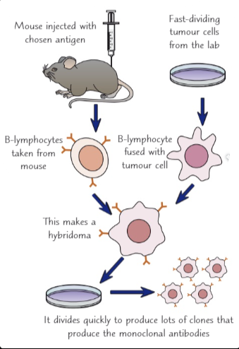 <ol><li><p>A mouse is injected with the chosen antigen</p></li><li><p>This triggers the B-lymphocytes <em>(a type of white blood cell that produces antibodies) </em>to be produced which will produce antibodies specific to the antigen</p></li><li><p>Then the B-lymphocytes are collected from the mouse</p></li><li><p>The B-lymphocytes produced won’t divide on their own so they are fused with a tumour cell to make a hybridoma + will divide rapidly</p></li><li><p>The hybridoma then divides rapidly</p></li><li><p>The antibodies will be collected and purified</p></li></ol>