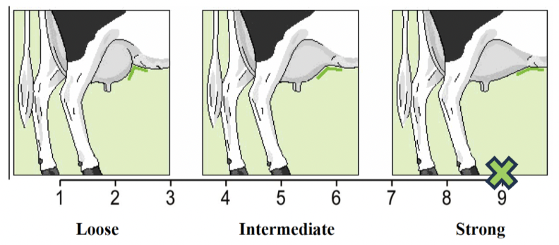 <p>Fore udder attachment</p>