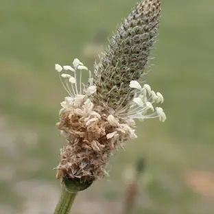 <p>plantago lanceolata</p>