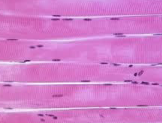 <p>what tissue is this </p>