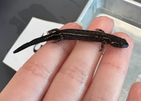 <p>Plethodon welleri. Plethodontidae.</p>