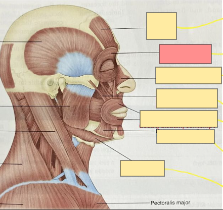 <p>sadness</p><p>closes the eyelid</p><p>tightens the skin on the forehead</p>