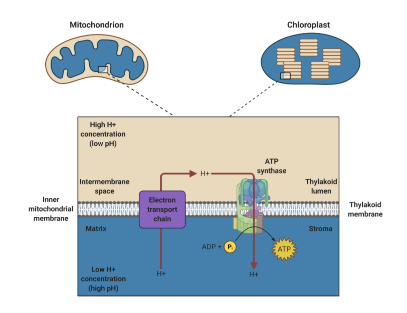 <p><span><span>Both chloroplasts and mitochondria generate ATP using chemiosmosis; mitochondria use this process in oxidative phosphorylation, while chloroplasts use it in photophosphorylation. </span><strong><span>Which of the following is NOT a true statement of similarity between these two processes?</span></strong></span></p>