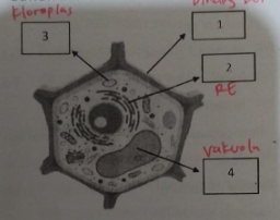 <p><span><span>Batang tumbuhan yang layu dapat kembali segar saat direndam dalam air. Hal ini terjadi karena peran dua komponen sel. Komponen sel yang dimaksud ditunjukkan oleh angka....</span></span></p>