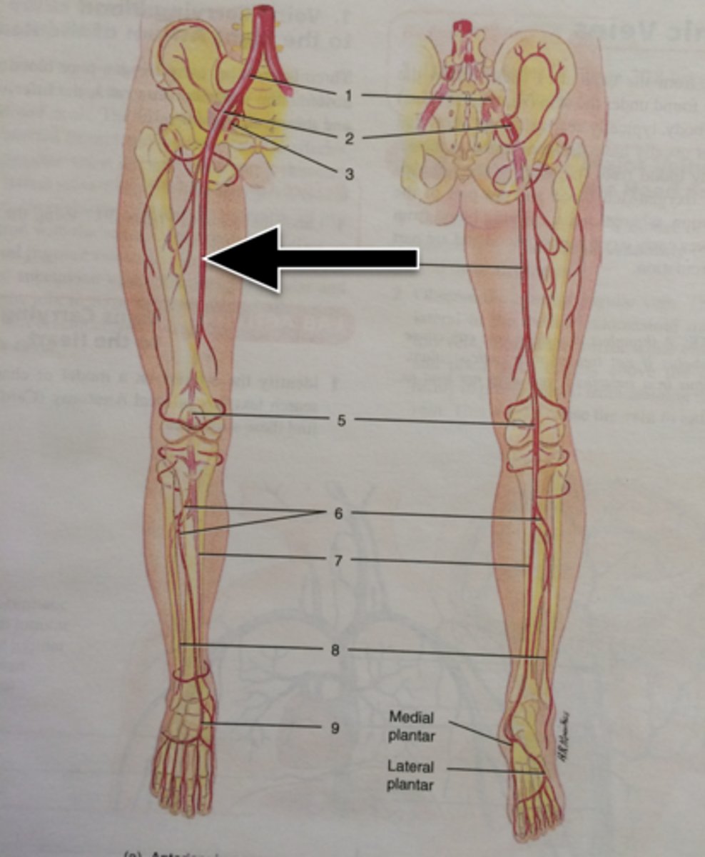 <p>Relating to the thigh.</p>