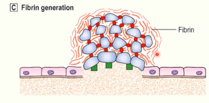 <ul><li><p>damage to vessel wall → exposure of tissue factor on subendothelial cells</p></li><li><p>TF binds and activates factor VII → coagulation (clotting) cascade </p></li><li><p>thrombin generated → cleaves fibrinogen into fibrin </p></li><li><p>fibrin polymerises into long chains </p></li><li><p>consolidates primary platelet plug and forms a secondary haemostatic plug </p></li></ul><p></p>