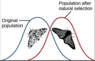 <p>When a single phenotype is favored, causing the allele frequency to continually move in one direction {EX: light colored moths are better camouflage against pristine environment, dark colored moths are better in sooty environment. When england because darker the population shifted from light to dark.}</p>