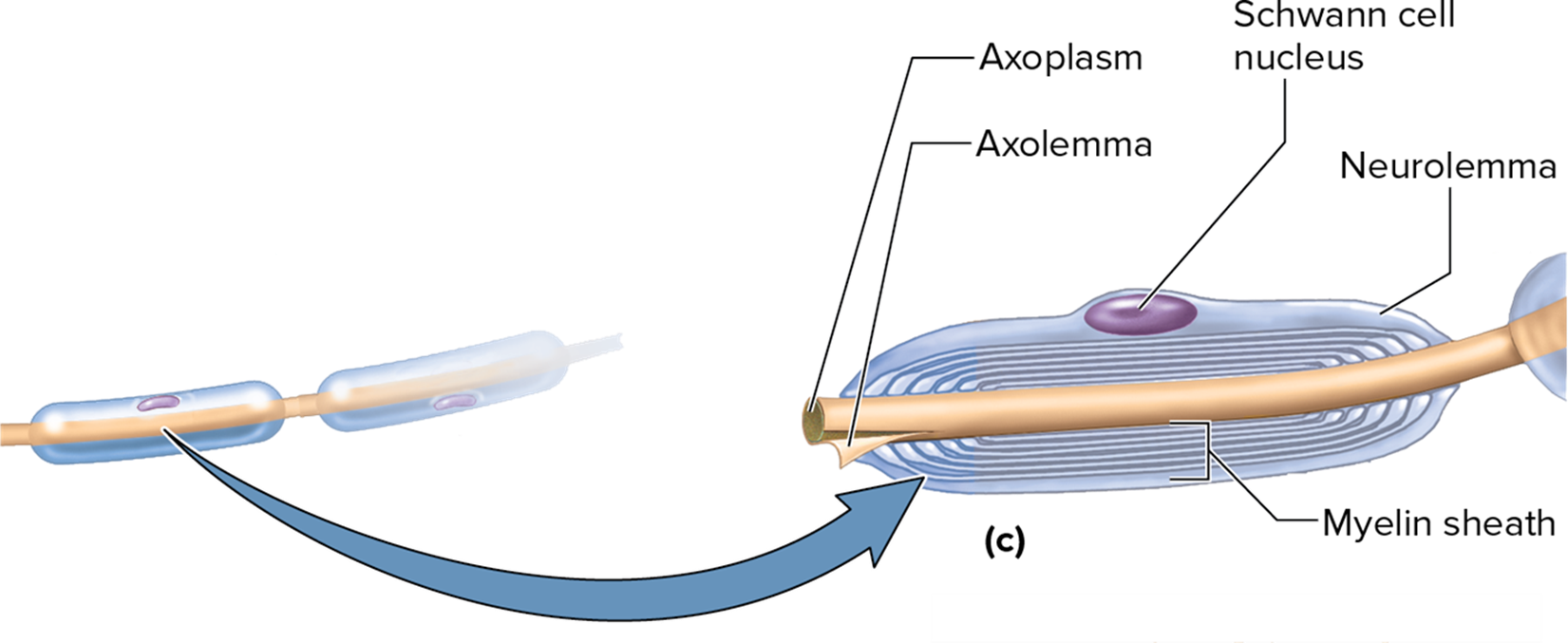 <p>Myelin sheath: PNS&nbsp;</p>