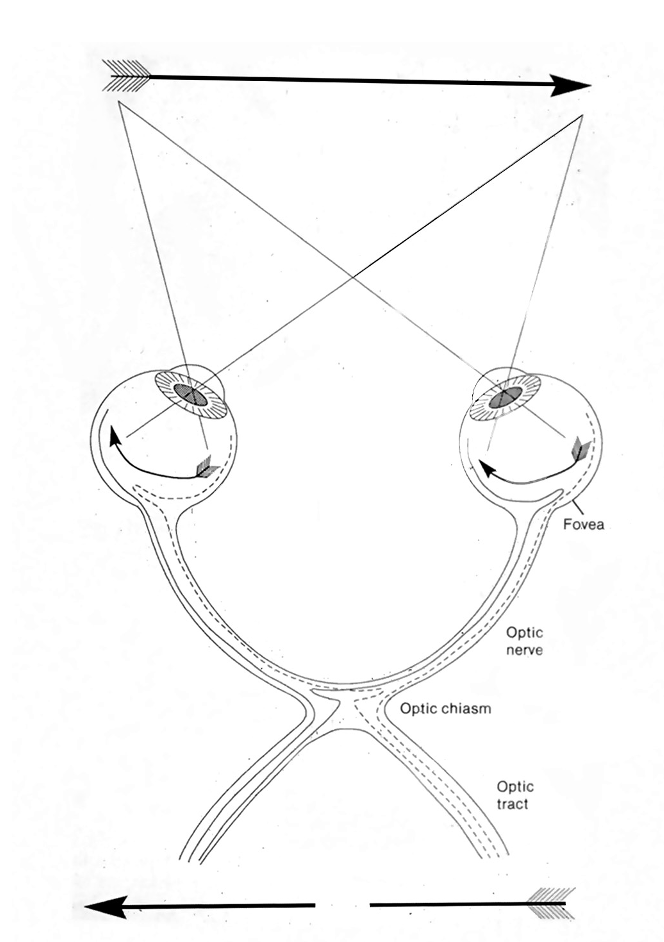<p>An object straight ahead is seen by <strong>both eyes</strong>. </p><ul><li><p>Information from the <strong>right visual field</strong> falls on the <strong>nasal retina of the right eye </strong>and <strong>temporal retina of the left eye.</strong></p></li><li><p>Nasal retinal axons cross at the optic chiasm, so the right visual field is processed in the <strong>left hemisphere. </strong></p></li></ul><p></p>