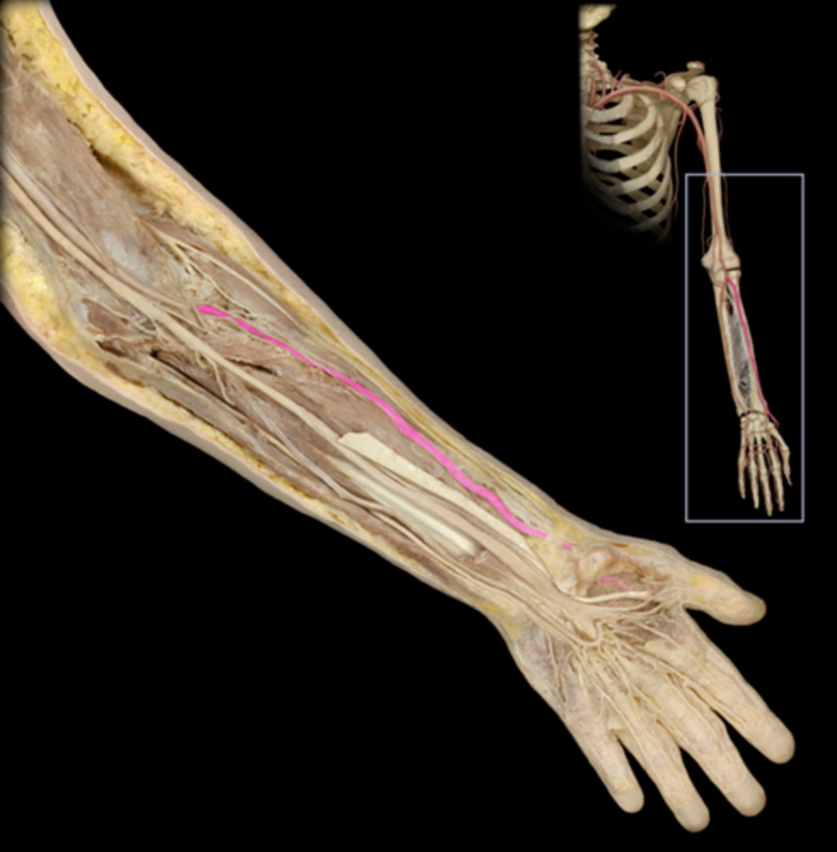knowt flashcard image