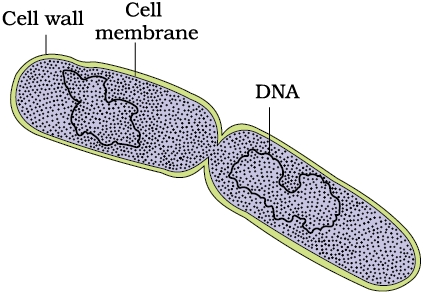 A Dividing Bacterium; Credits - NCERT
