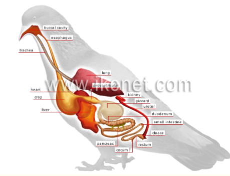 <p>• Esophagus: moving food to stomach</p><p>• Crop: food storage in birds</p>