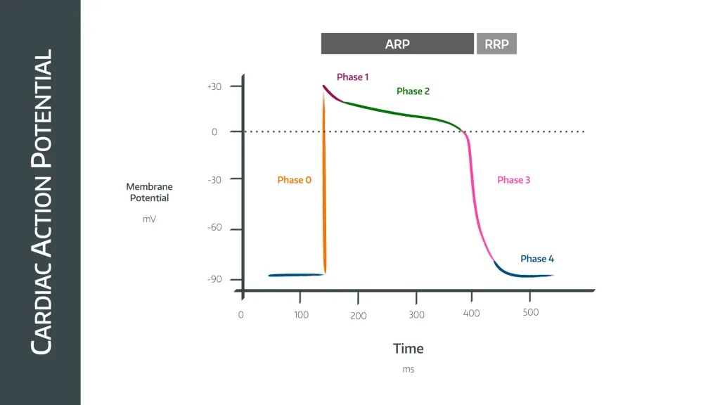 <p>what occurs during phase 1 - cardiac action potential </p>