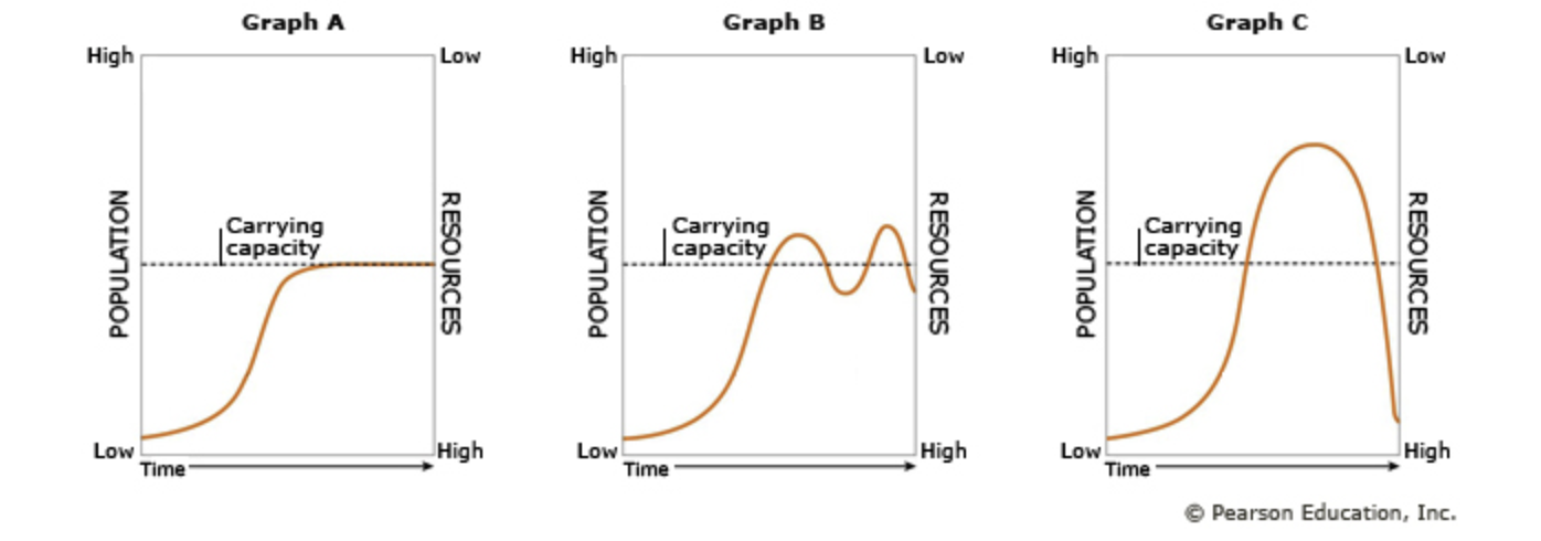 <p><strong>Graphs A, B, and C represent three different population growth patterns. Refer to these graphs in the following questions as you read about the populations.</strong></p><p>A female darkling beetle laid her eggs in a sack of corn meal. The corn meal was an excellent food source for the beetle larvae (mealworms), and the beetle population quickly increased. After four months, the beetles had eaten all of the corn meal, and the adult beetles flew away to find new food sources.</p><p><strong>Which graph best represents the growth of the beetle population in the sack of corn meal?</strong></p>