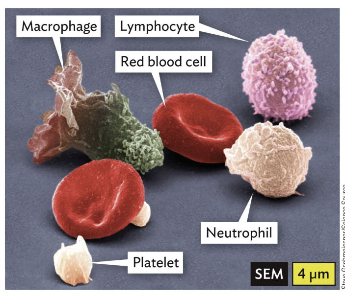 <p>White blood cells (WBCs) of innate immunity</p>