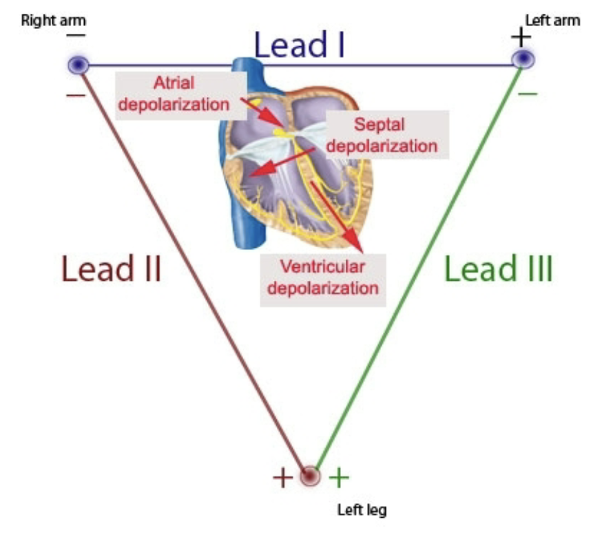 <p>The mean electrical axis of ventricular depolarization is directed toward the left leg</p>
