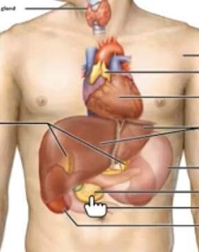 <p>Pancreas</p>