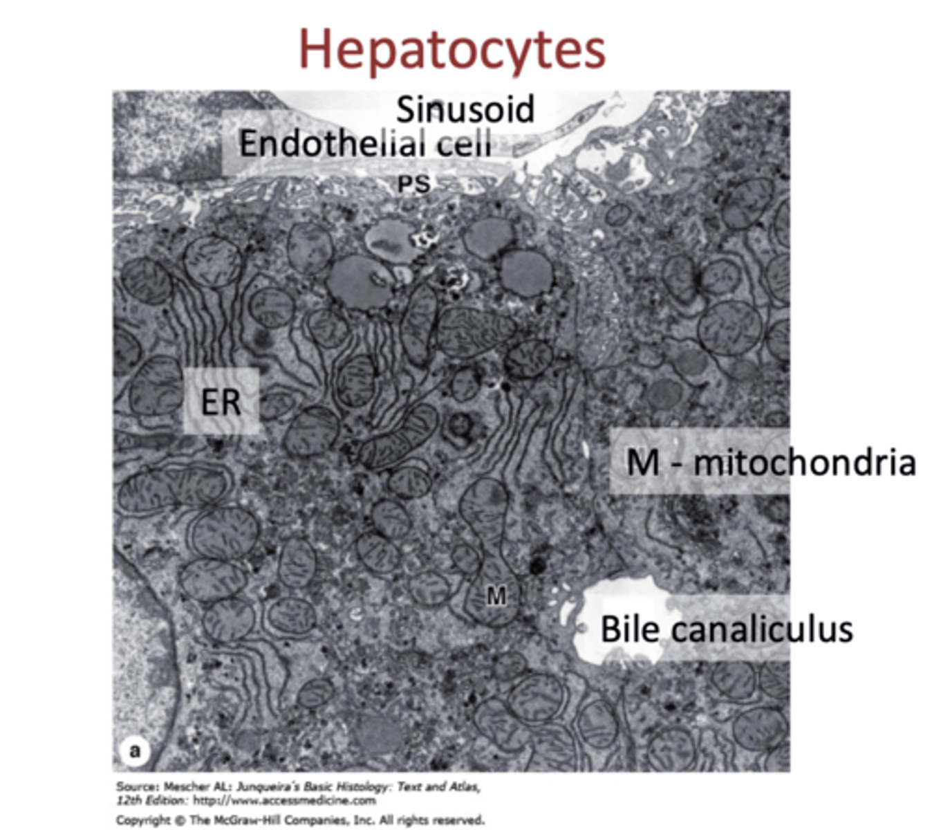 <p>1. endoplasmic reticulum (ER) (PRODUCTION)</p><p>2. mitochondria (M) (ENERGY FOR EXCHANGE)</p><p>3. bile canaliculi</p>