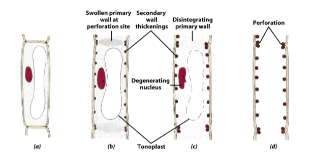 <p>Starts out as: protoxylem and protophloem – fully intact, isolated functioning cell, with all organelles present </p><p>Matures to: xylem and phloem with full and partial organelle loss, respectively, but fully connected to top and bottom and neighboring cells</p>