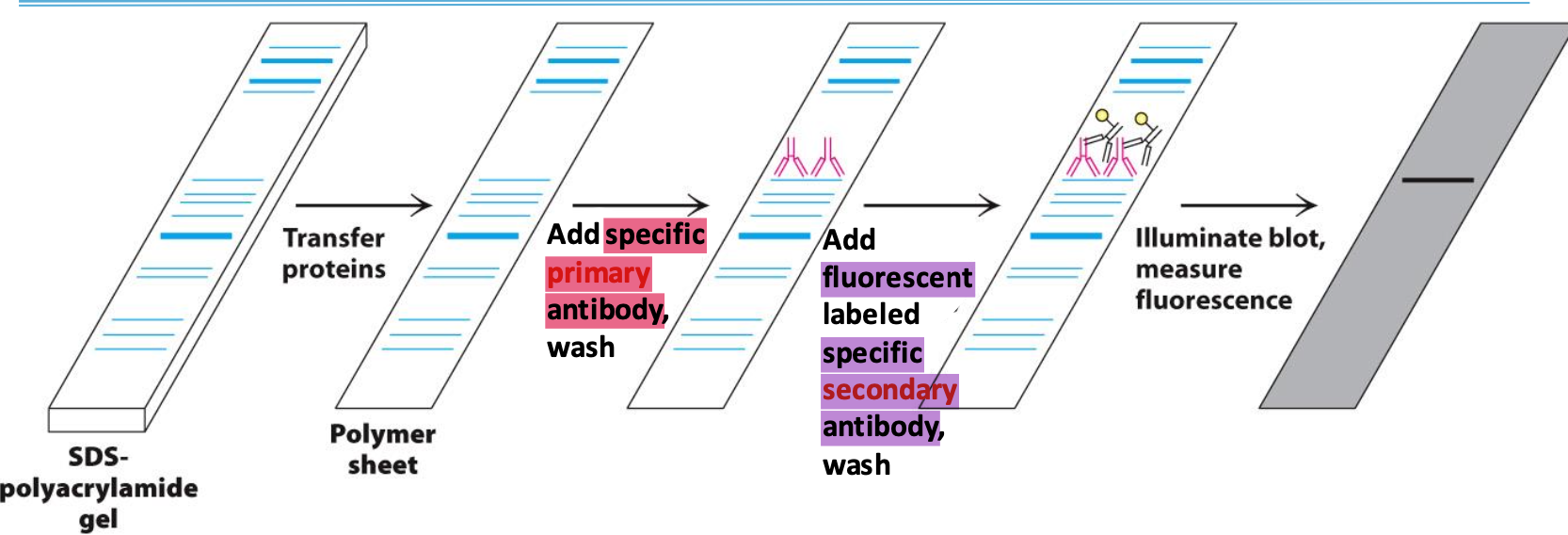 <p>Used to confirm the presence of a protein </p><p>Proteins on SDS are transferred to polymer sheet. A <span style="color: #8b87c8"><strong>primary antibody</strong> specific to the protein</span> is added. To detect the antibody, a <span style="color: #47ff80"><strong>secondary</strong>, fluorescent-labelled, <strong>antibody</strong></span> complexes the primary and is excited by light to be visualized.</p>