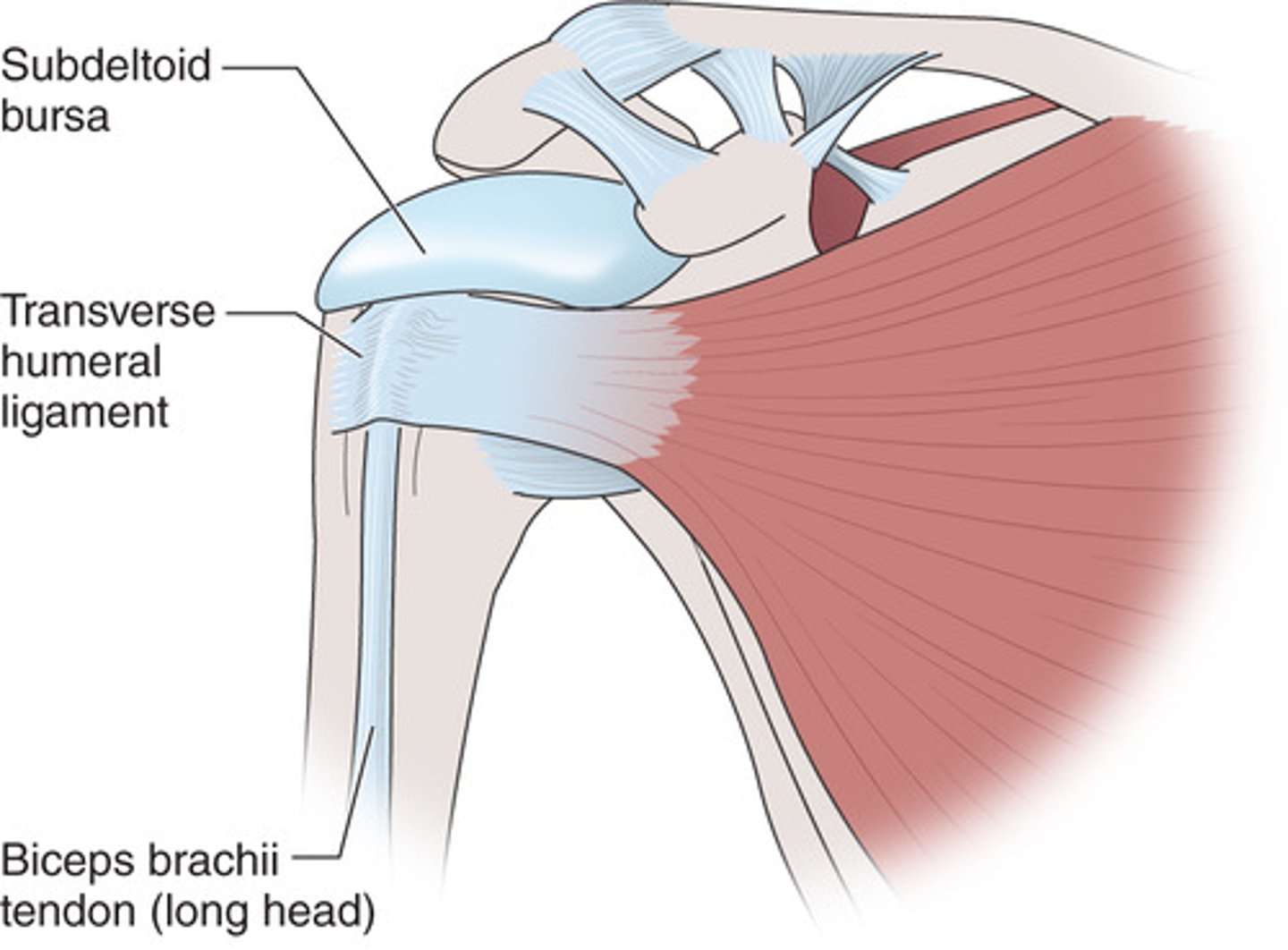 <p>the greater and lesser tuberosities</p>