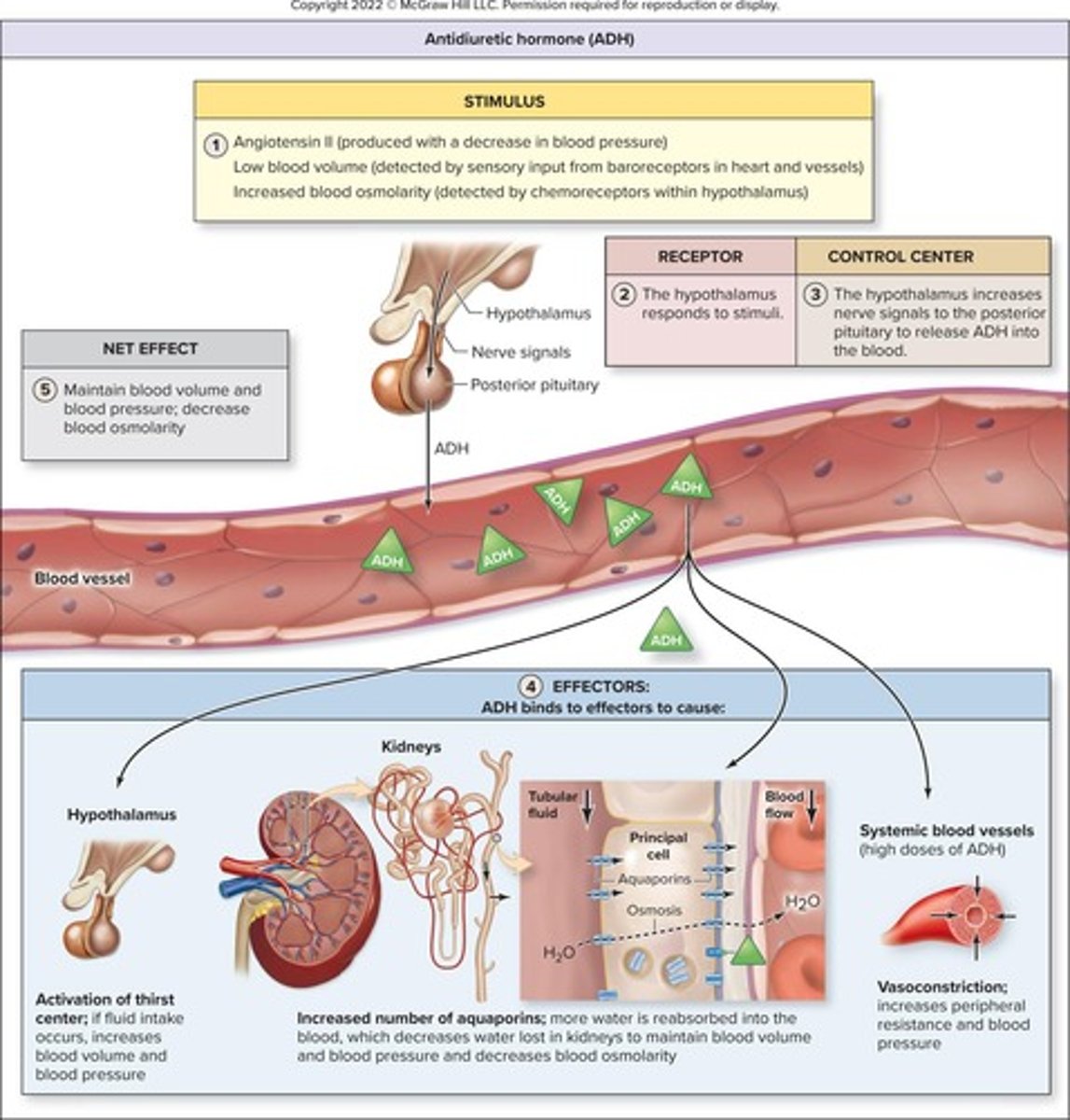 <p>Hormone that promotes water retention in kidneys.</p>