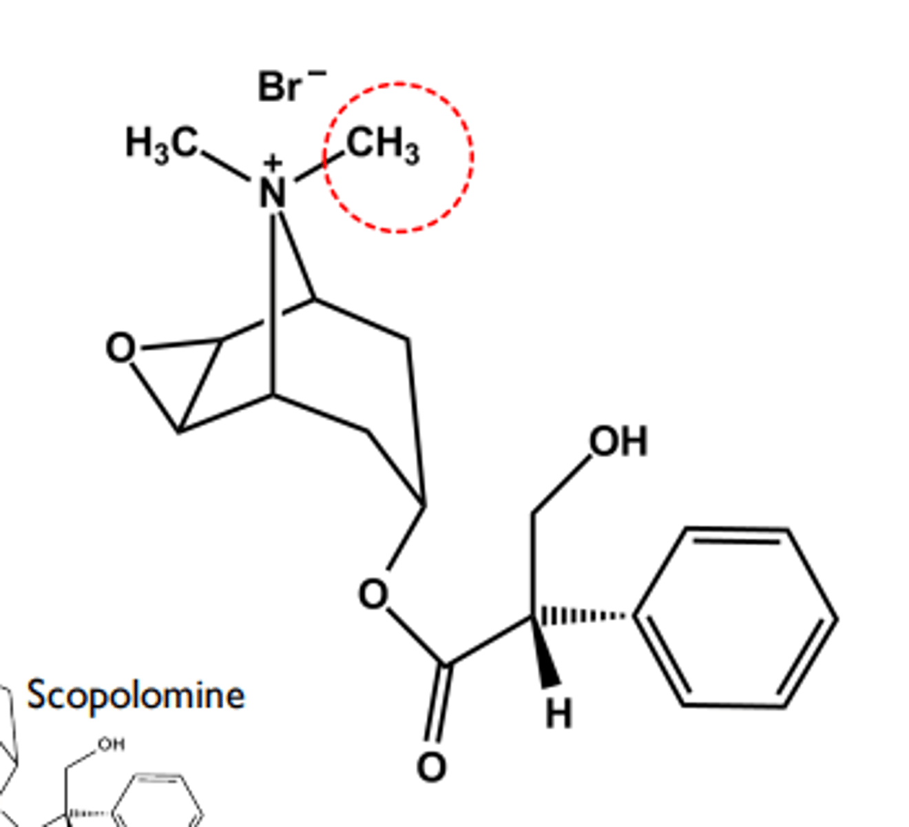 <p>- Quaternary Nitrogen limits transport to GI tract if given orally</p><p>- LogP = -1.5 Use: adjunctive treatment for peptic ulcer (antispasmotic)</p><p>- Relatively hindered ester resists hydrolysis</p>