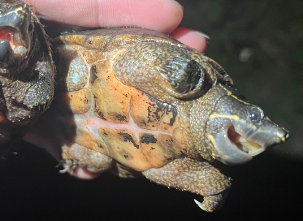 <p>Eastern Musk Turtle/Stinkpot, FL native, live in C to E USA, striped face, fleshy spot in the center of the plastron, rectangular scutes on plastron</p>