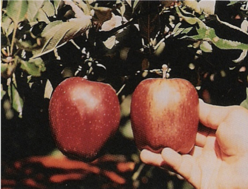 What deficiency does the apple of the right have?