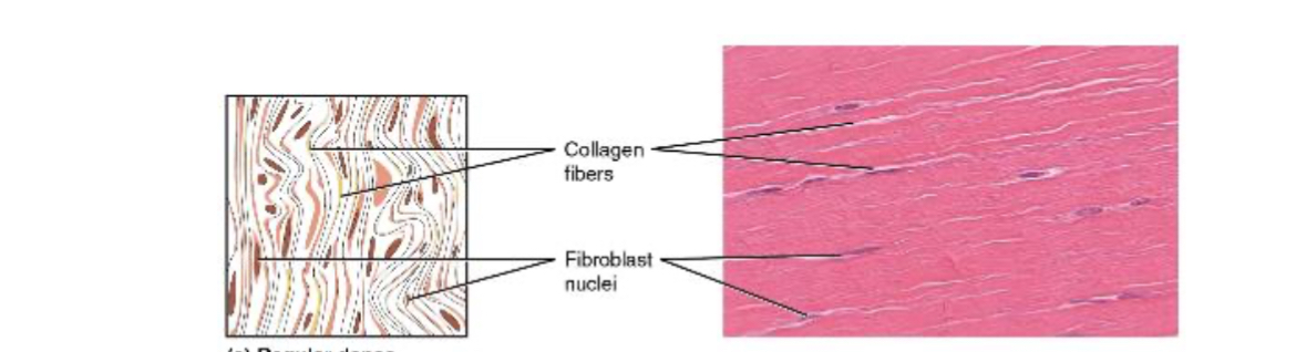 <p>Consists of collagenous fibers packed into parallel bundles.</p><p>Fibroblasts found in between parallel collagens</p>