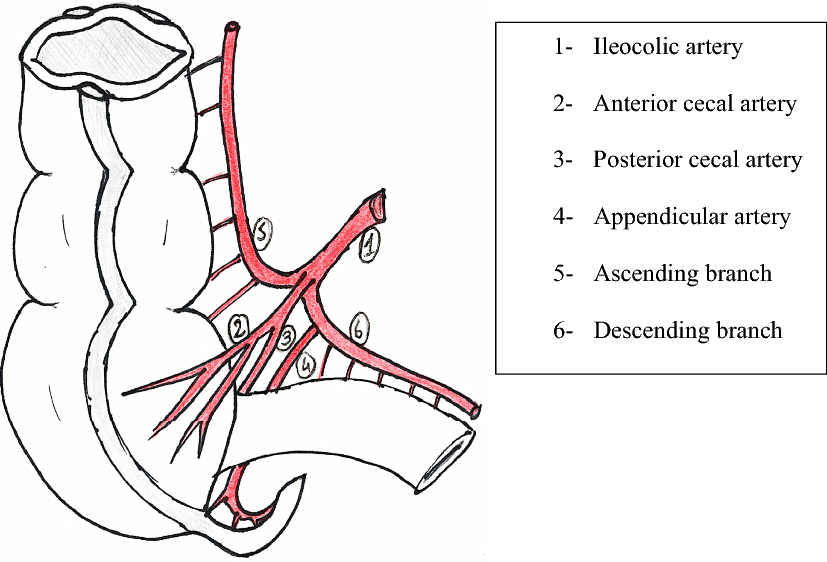 <p>supplies cecum, distal ileum, and ileocecal junction</p><p>branch - <strong>appendicular a. (supplies vermiform appendix)</strong></p>