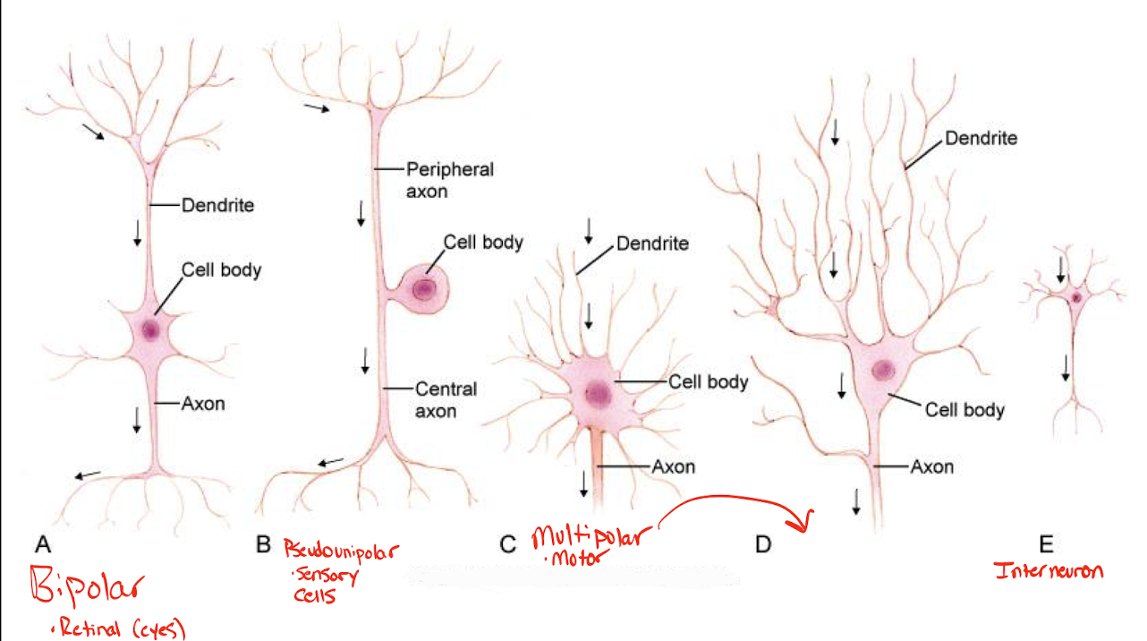 <ul><li><p><strong><u>Multipolar</u></strong>: one axon and multiple dendrites. </p><ul><li><p>Motor neurons. </p></li></ul></li><li><p><strong><u>Bipolar</u></strong>: has one axon and one dendrite extending from opposite sides of the neuron. </p><ul><li><p>Retinal neurons. </p></li></ul></li><li><p><strong><u>Pseudounipolar</u></strong>: contains a single process that extends into two branches: one that extends to the CNS and another that extends to the sensory receptor. </p><ul><li><p>Sensory neurons. </p></li></ul></li></ul><p></p>
