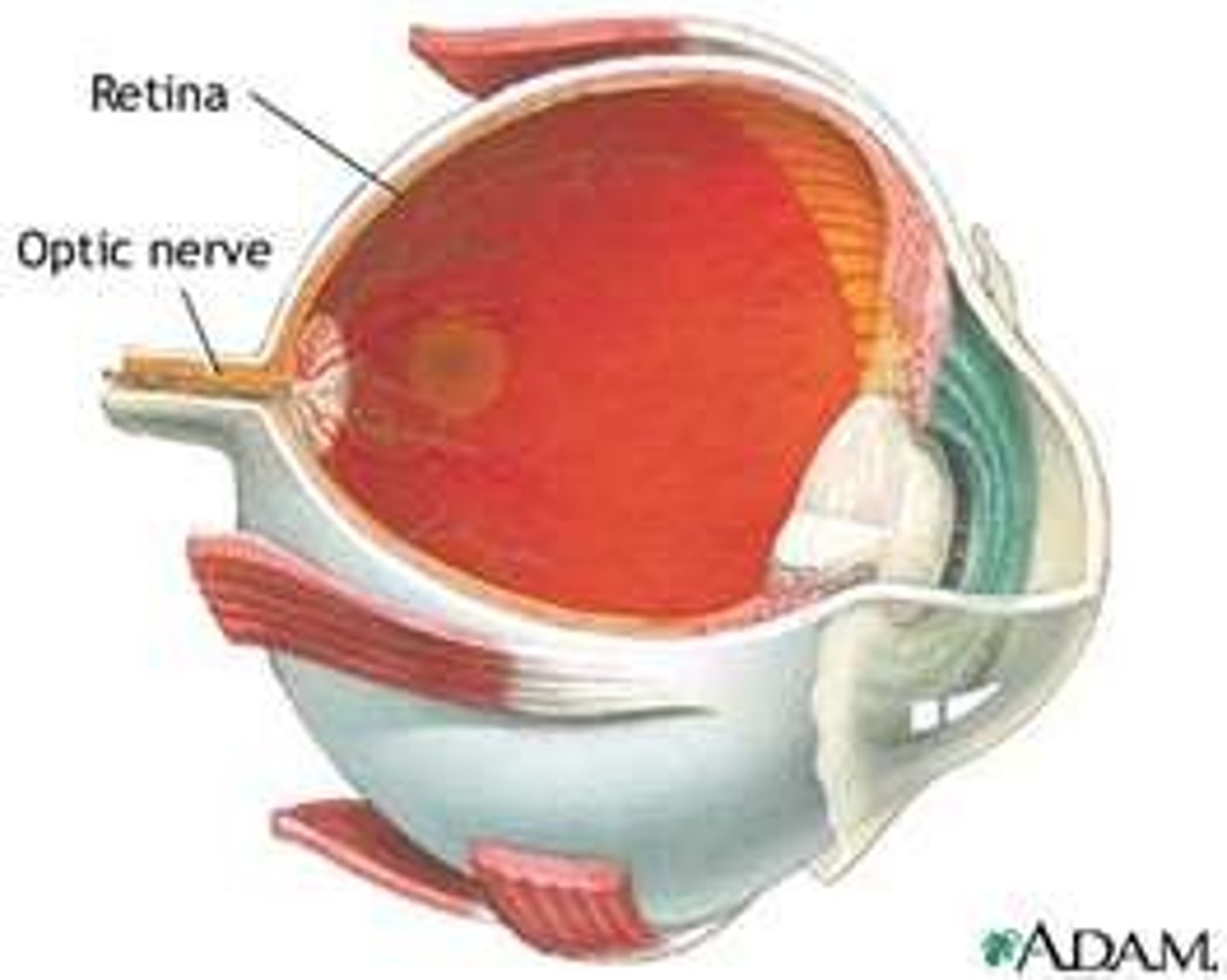<p>The light-sensitive surface at the back of the eye containing light and colour receptor cells</p>