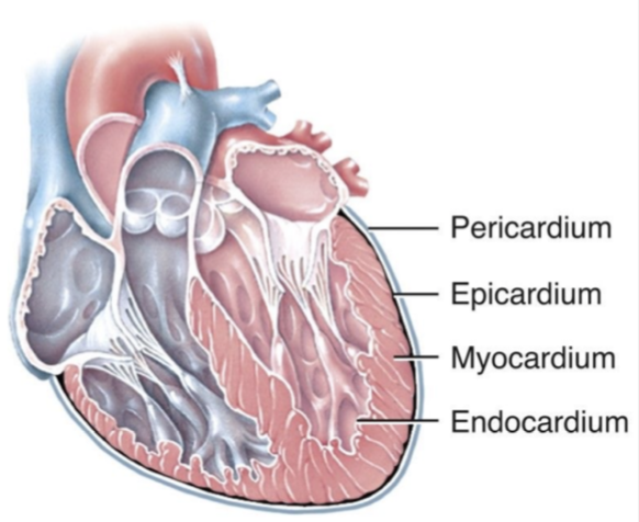 <p>Layers of the heart</p>