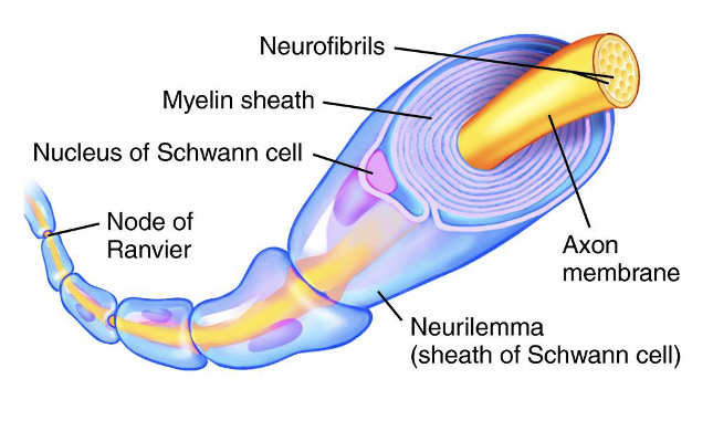 <ul><li><p>Form the myelin sheath&nbsp;</p></li><li><p>Schwann cell wraps around only one axon</p></li><li><p><strong>Neurilemma</strong></p><ul><li><p>outermost layer of each Schwann cell</p></li><li><p>contains majority of Schwann cell cytoplasm, nucleus, and organelles</p></li></ul></li></ul><p></p>