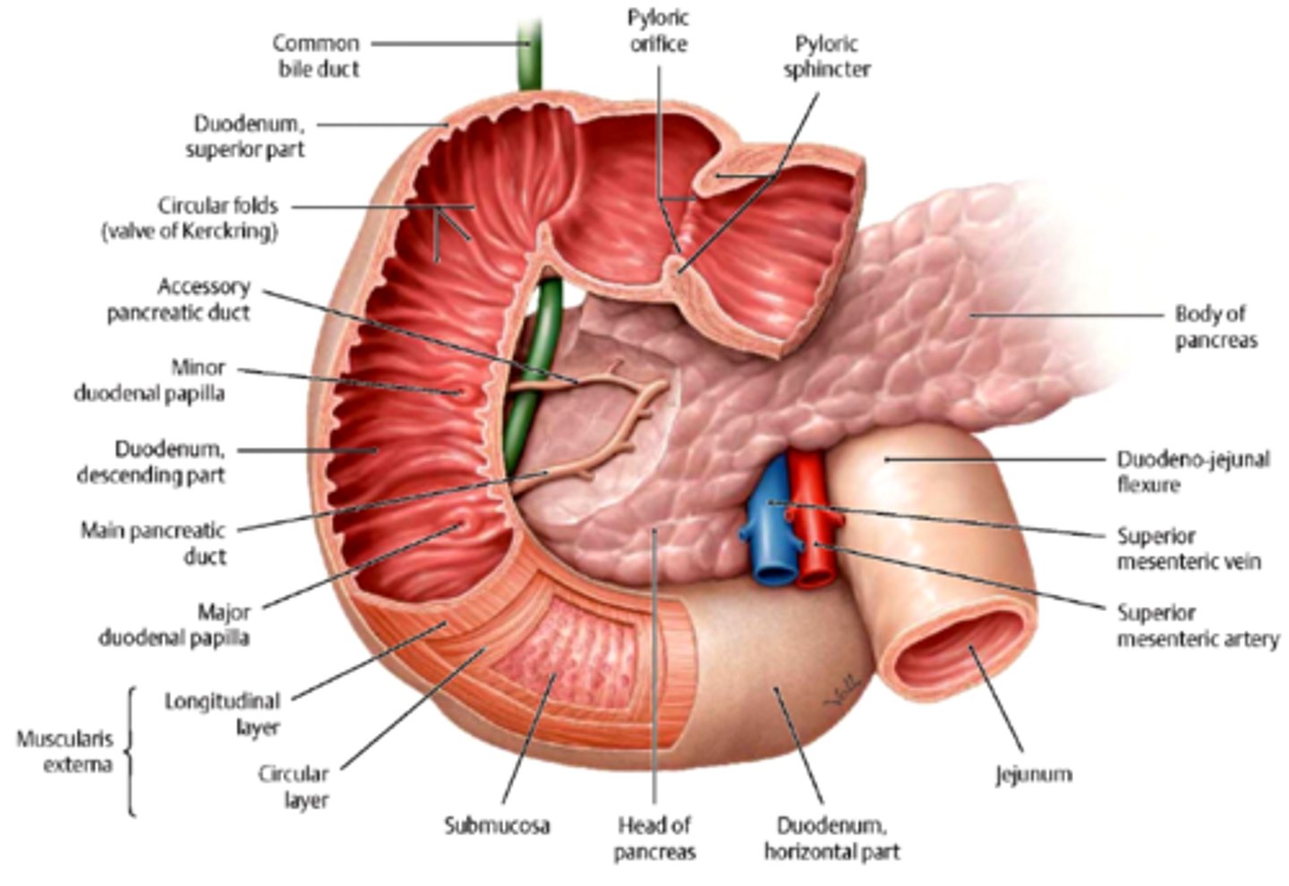 <p>second part of duodenum (descending portion) through papilla</p>