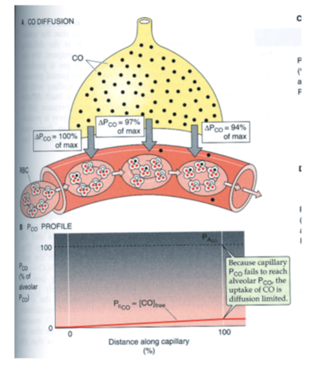 <p>False ==&gt; CO not limited by the amount of blood but is diffusion limited </p><p>*CO binds very strongly to hemoglobin = large amount of CO can diffuse into RBCs w/o much increase in PCO--&gt; failure of PaCO to ever reach PACO</p>