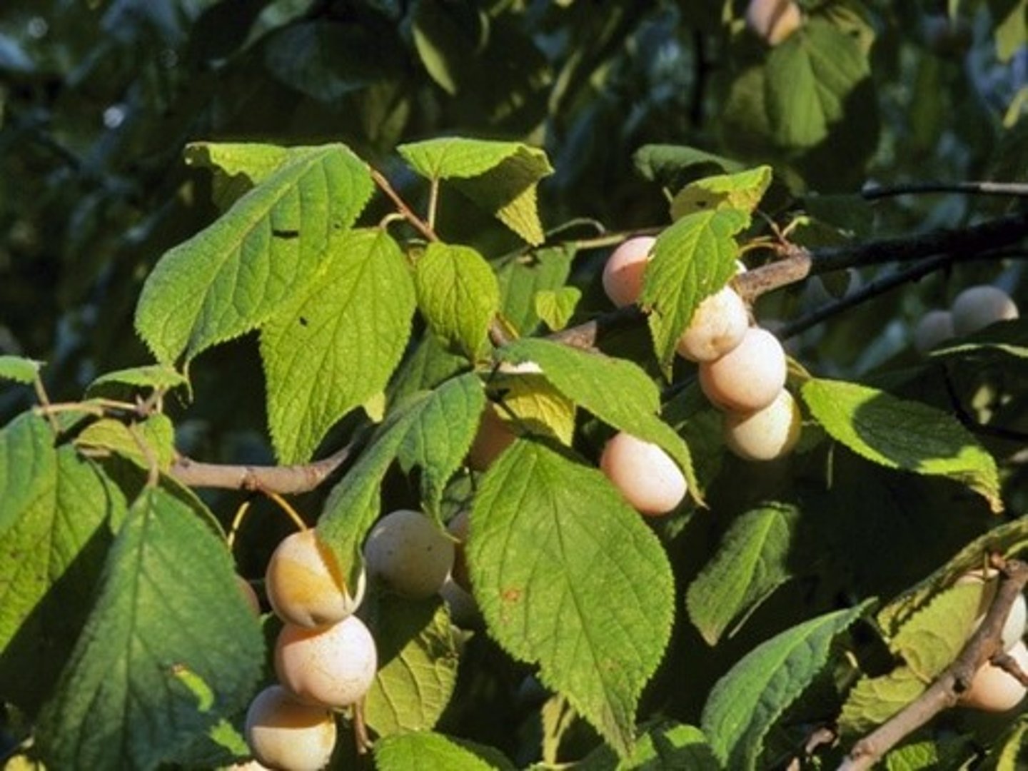 <p>Prunus mexicana<br>Rosaceae</p>