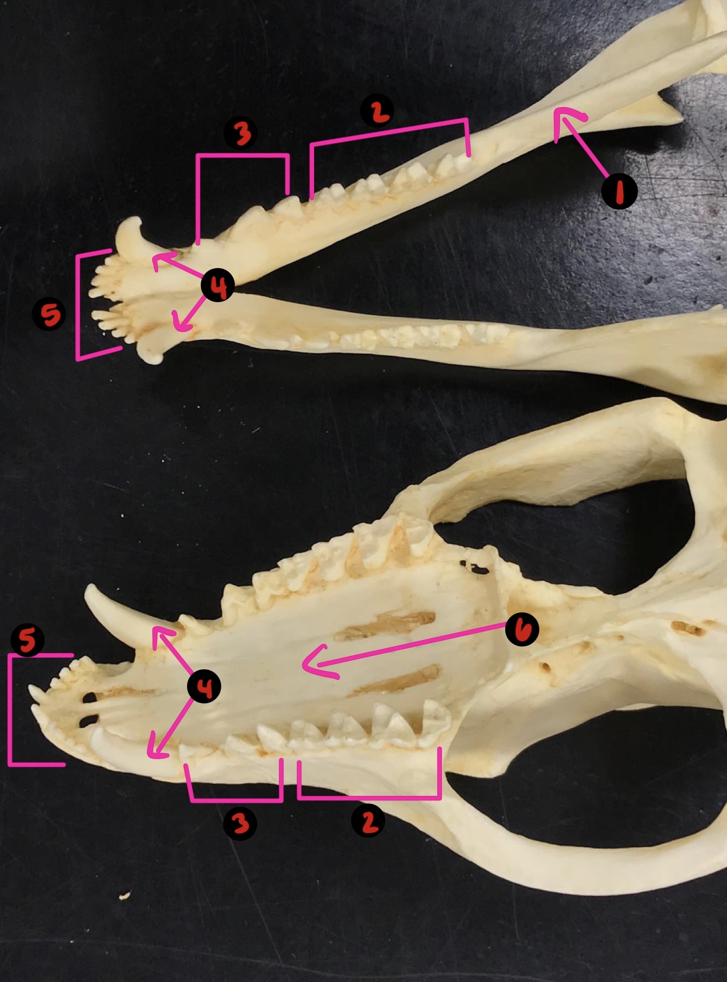 <p>Opossum skull- 5</p>