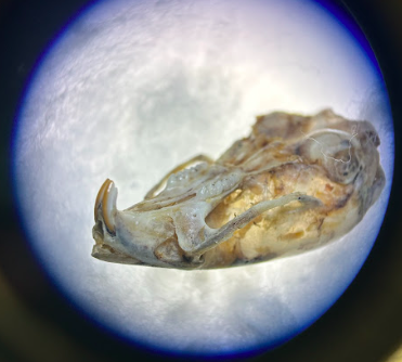 <p>Common Name?</p><p>Family?</p><p>Genus?</p>