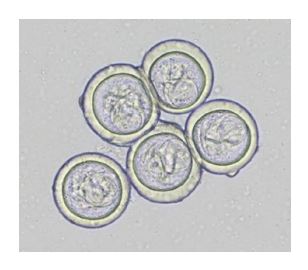 <p><em>Bertiella spp.</em></p>