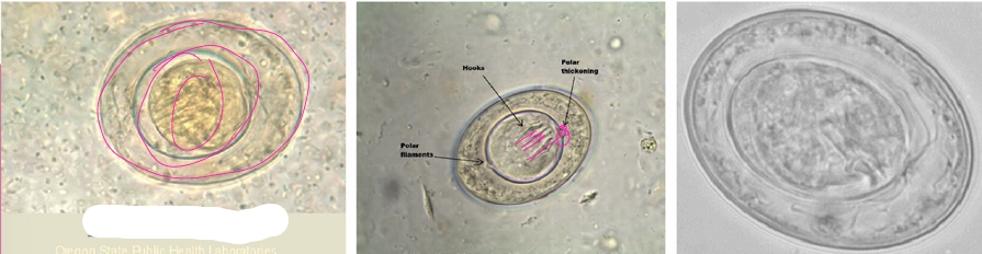 <p>what specie, taxonomic classification</p>